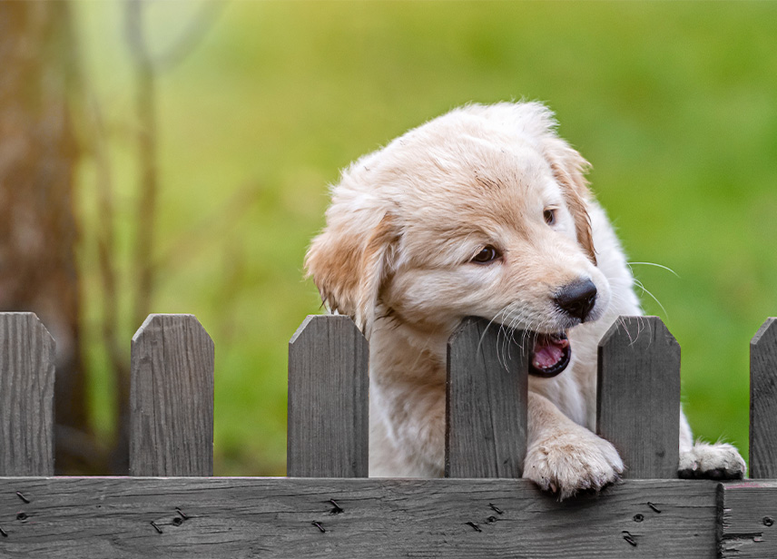 Private Fenced-In Yard-image